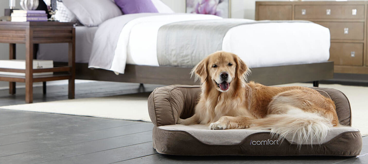 6 Reasons to Buy a Pet Bed