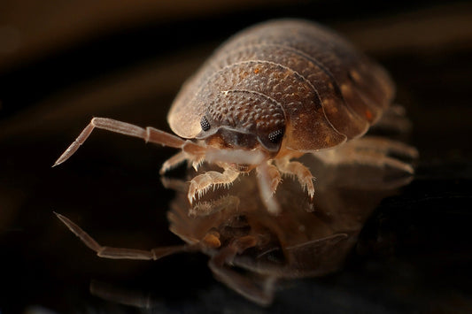 Home Treatment for Bedbugs: 5 DIY Solutions